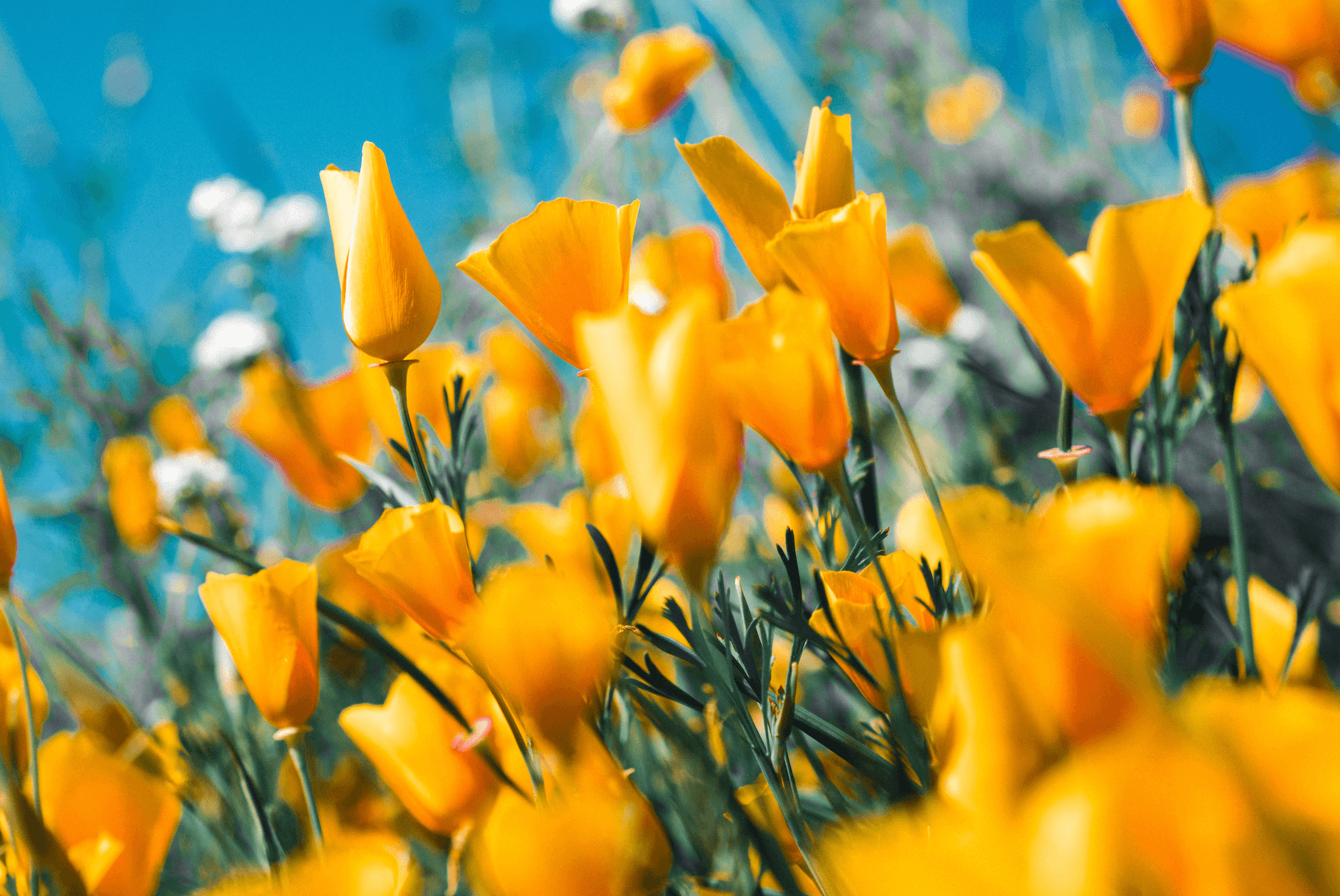 Some yellow flowers