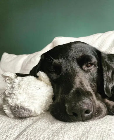 Chien noir qui dort à proximité d'un mur peint en couleur COAT adulting, non toxique pour les animaux