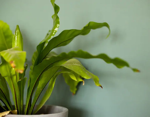 Peinture verte COAT coloris adulting agrémentée d'une plante pour amener le design biophilique chez soi