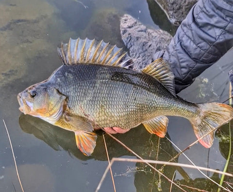 Some XL Redfin can be found during the Winter months
