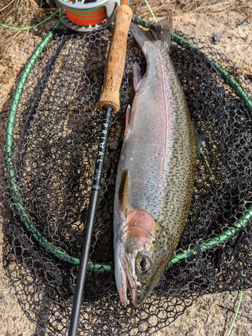 Rainbow Trout are active around the edges during Winter