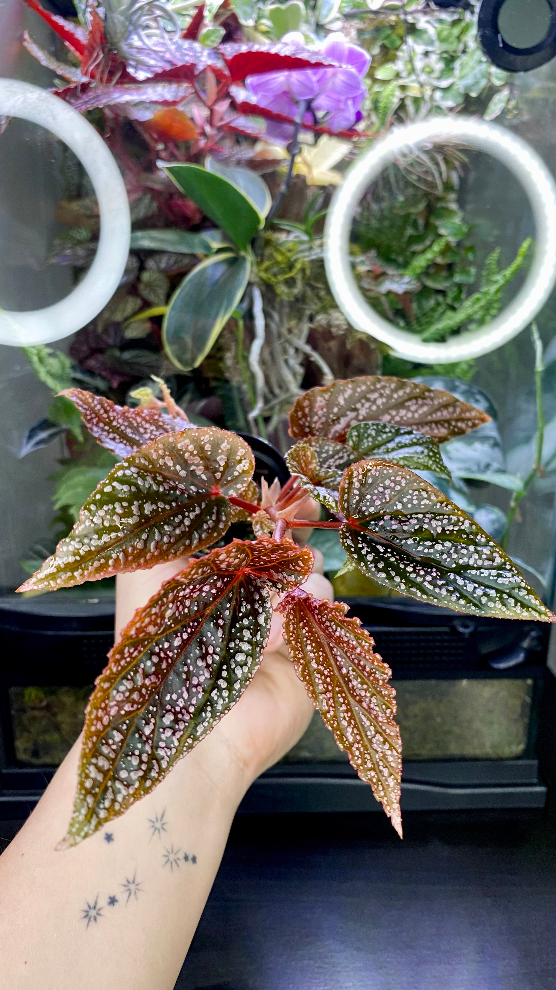 Begonia 'Benigo Pink' – Botanic Chapel