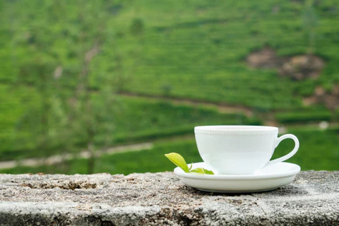 Biała filiżanka postawiona na murze, otoczona plantacją zielonej herbaty