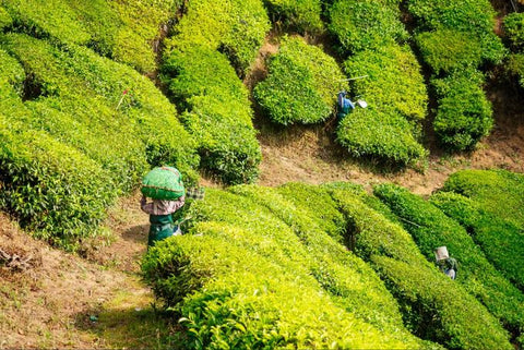 Ceylon tea plantation in Sri Lanka