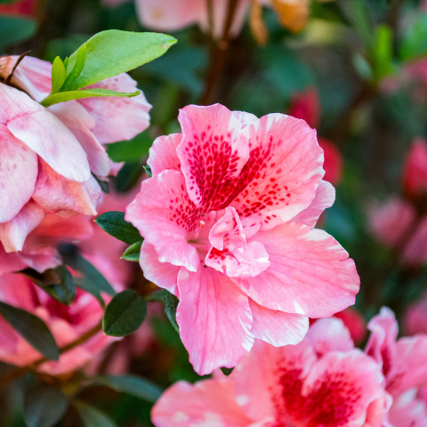 Hibiscus flowers in a beautiful, juicy shade of pink.