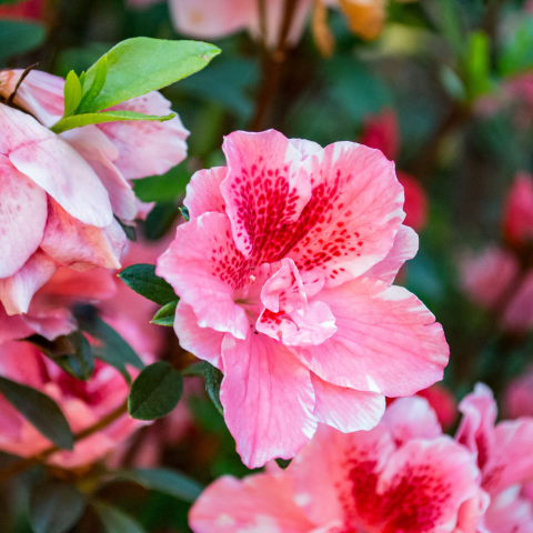 Kwiaty hibiskusa w pięknym, soczystym odcieniu różu.