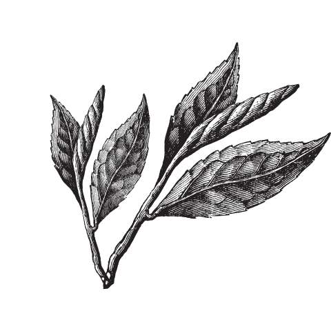 Graphics depicting tea leaves.