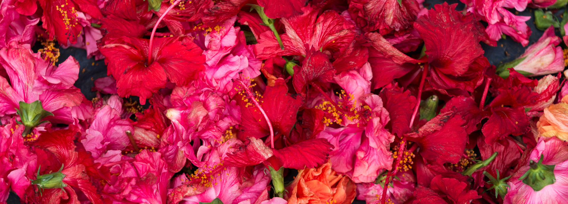 A photo showing a collection of intensely pink hibiscus flowers.