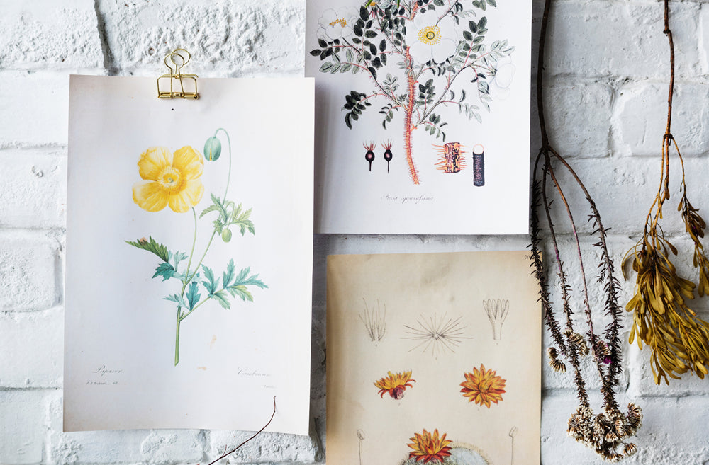 Botanical style drawings created in watercolour on white paper.