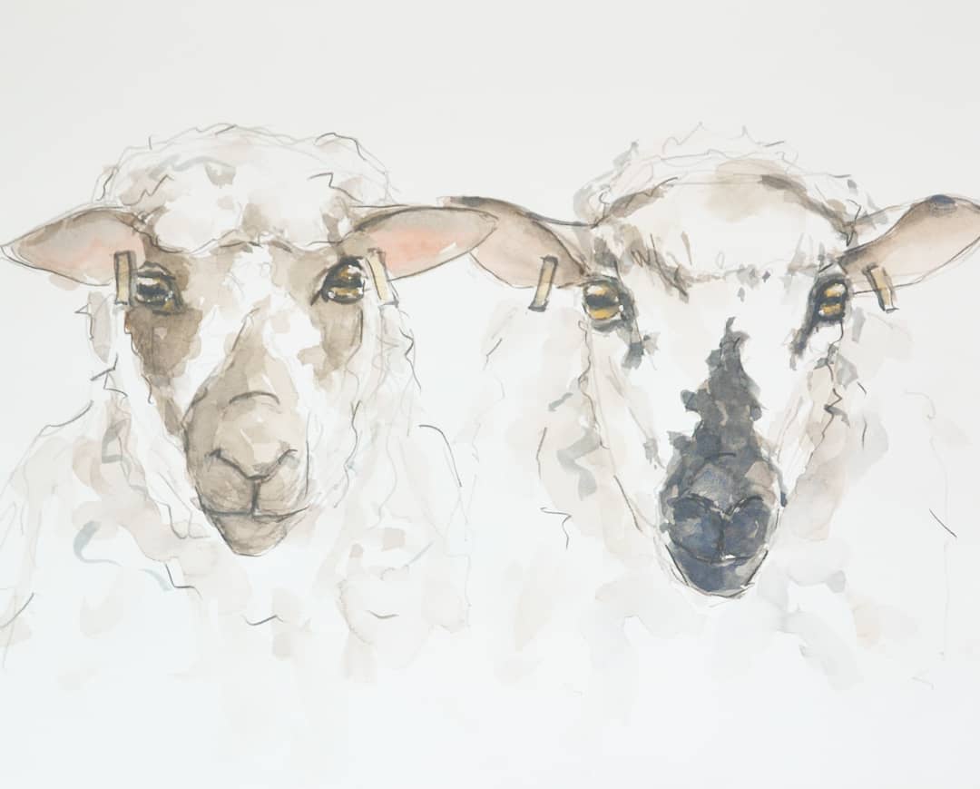 A watercolour painting of two sheep faces next to one another.