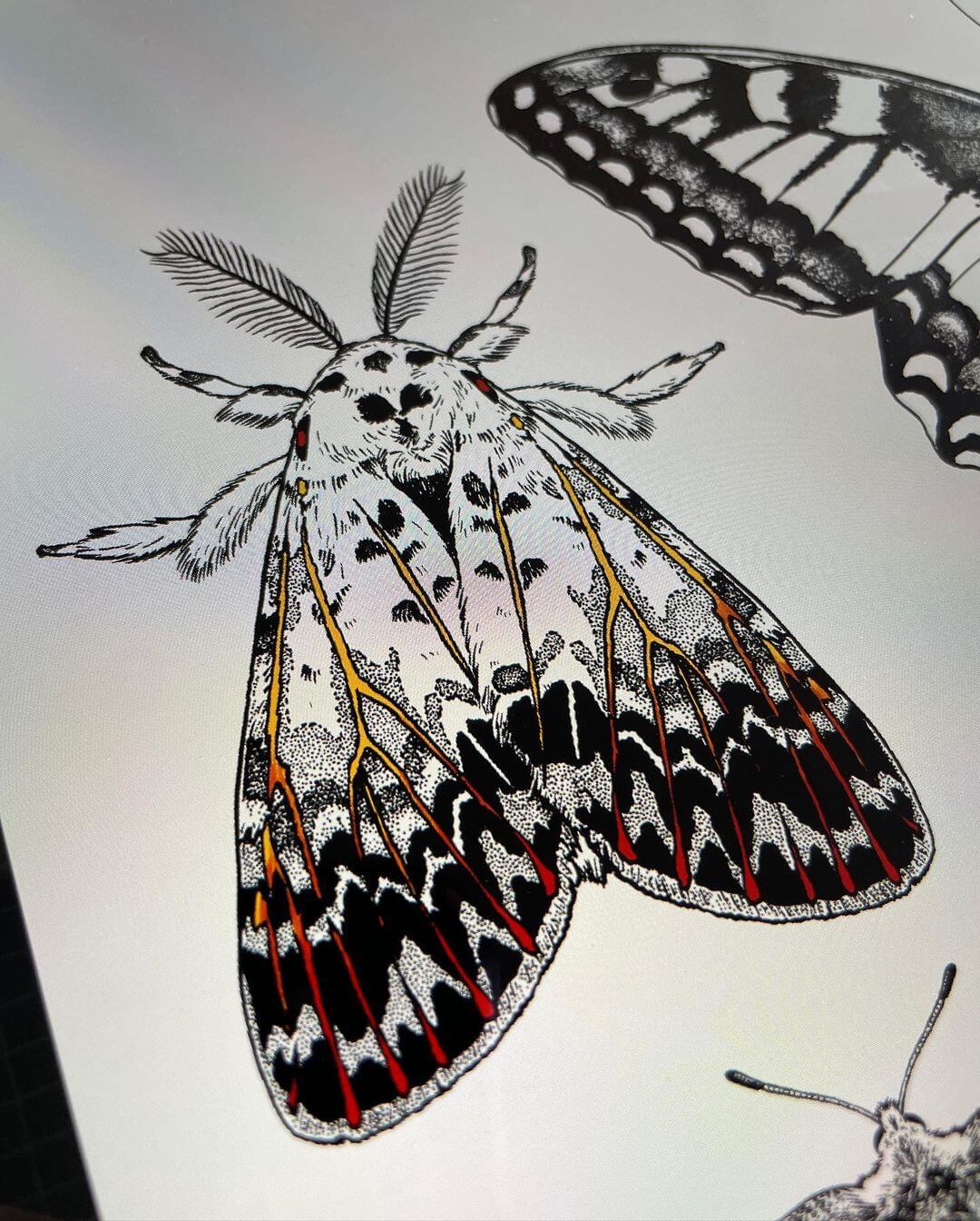 1. Drawing of a moth on white paper with patterned wings.