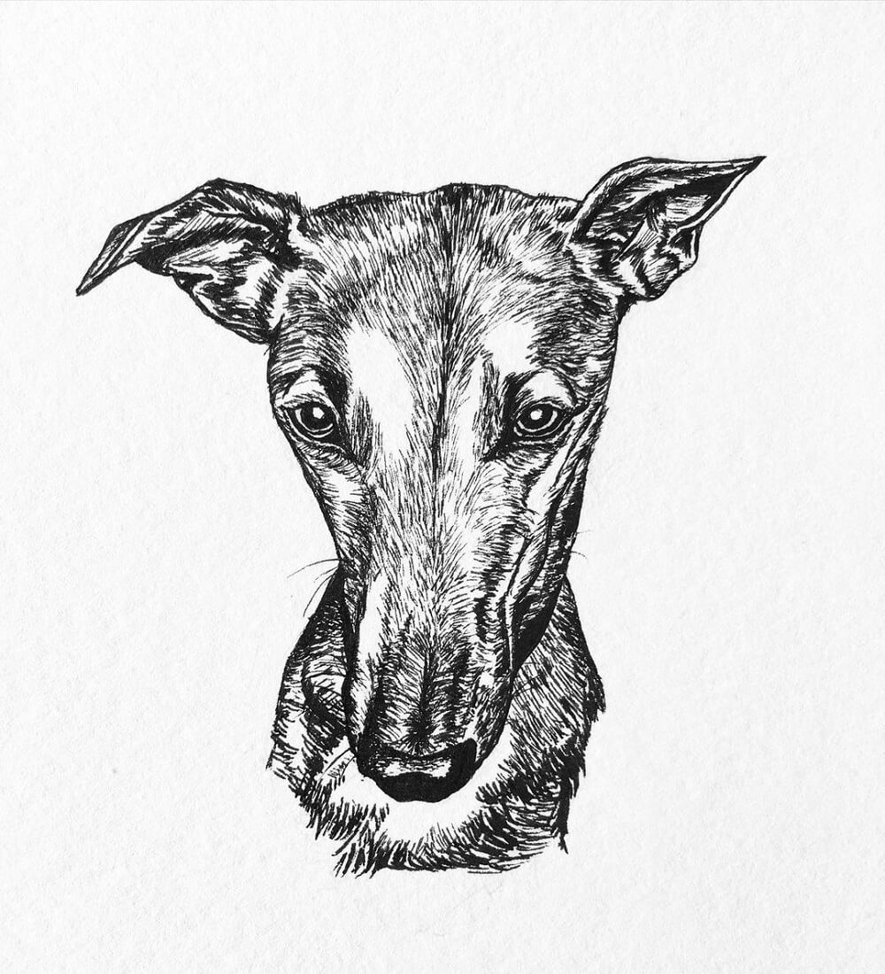 Realistic portrait of Indy the whippet dog drawn in pen.