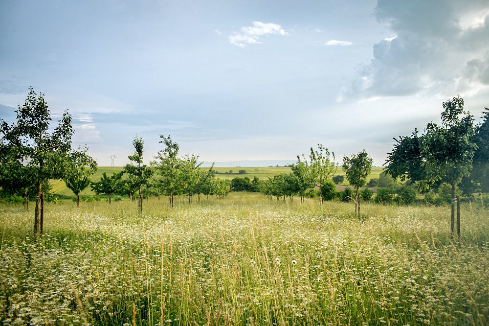 Realistic green field with medium size trees and a cloudy blue sky.