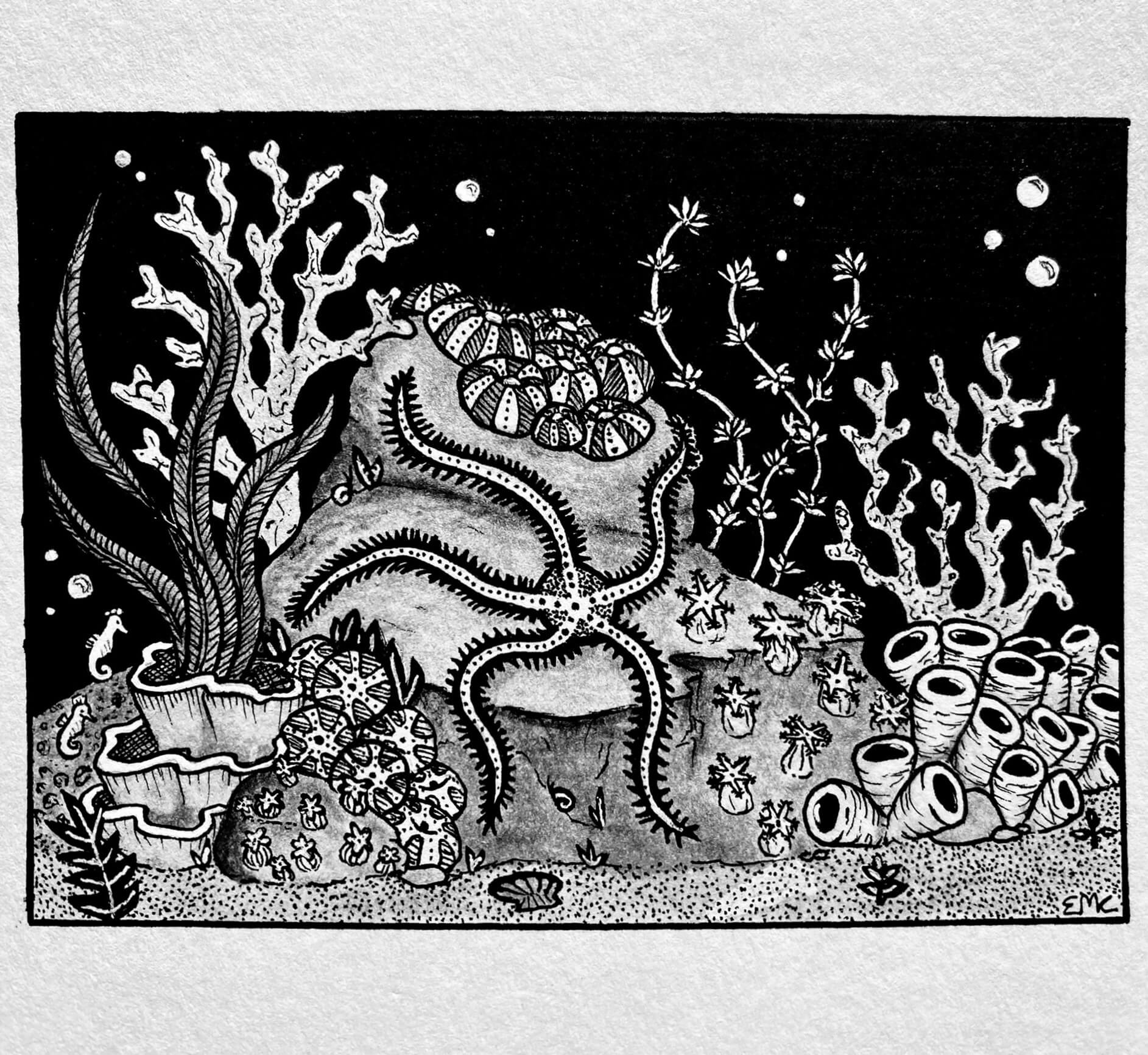 A monochrome drawing of a brittle sea star underwater with sea urchins, coral and a sea horse nearby.