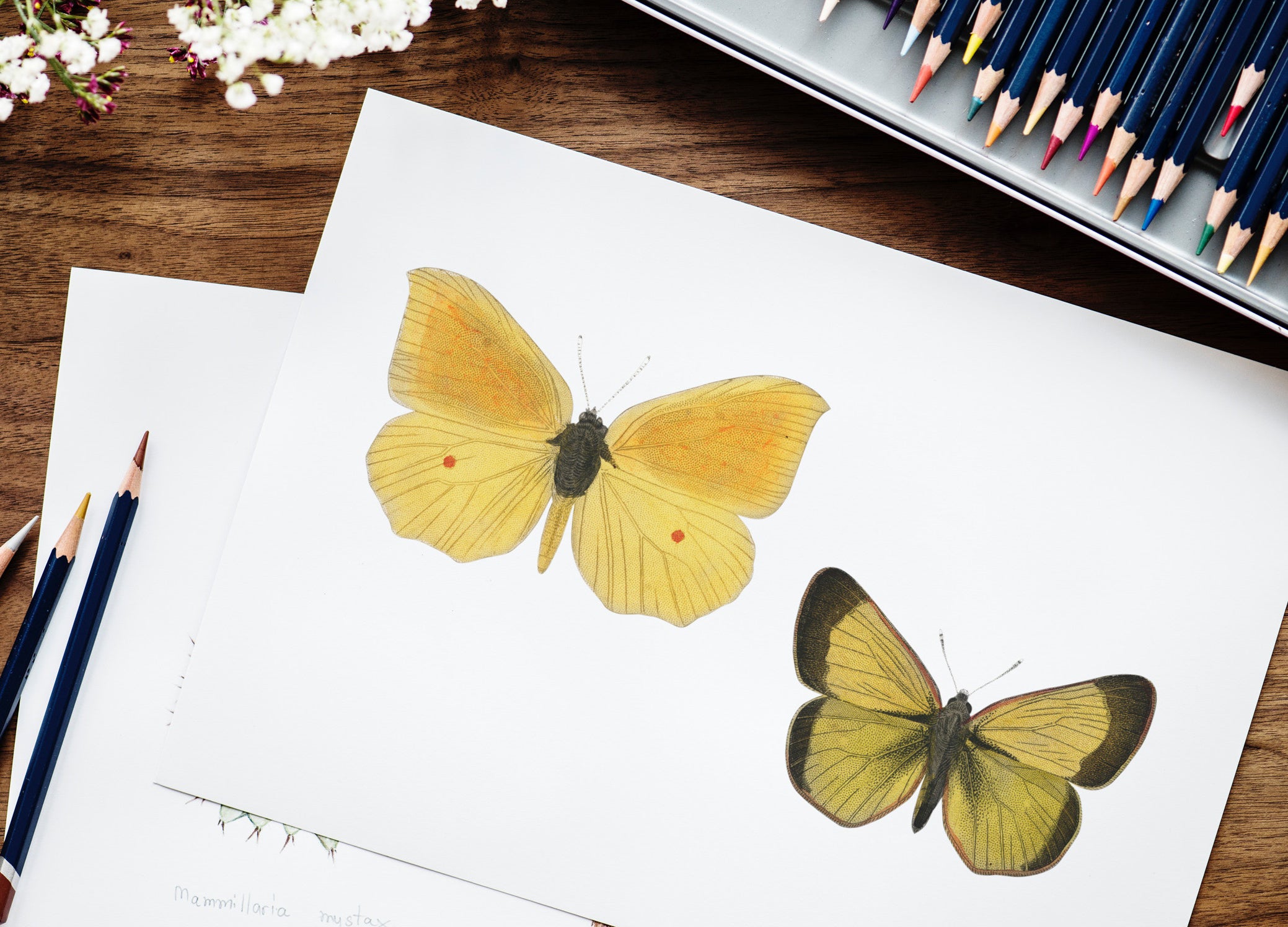 Two brightly coloured butterflies drawn in coloured pencil.