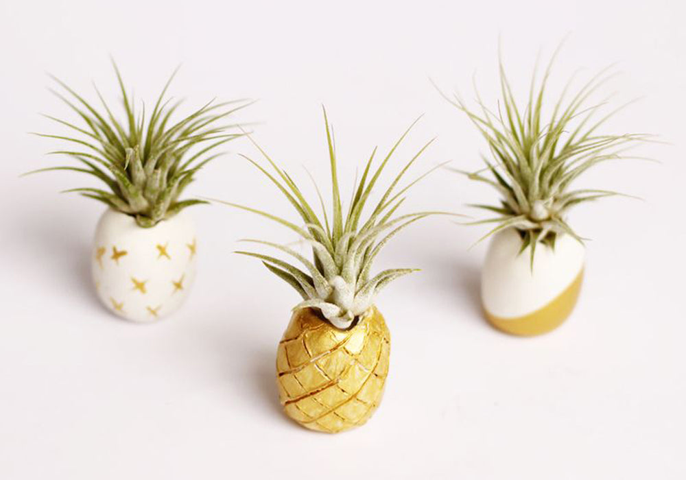 Three pineapple pot planters with green plants inside.