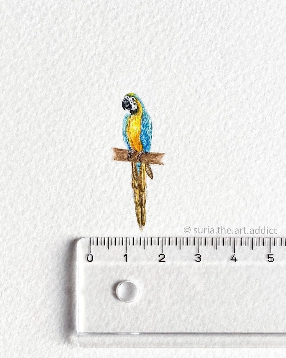 Realistic drawing of a macaw bird painted in watercolour with a ruler underneath to show the drawing measures 2cm.