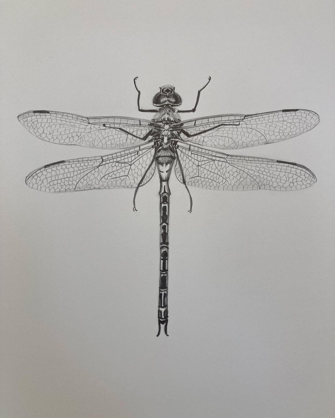 2. Realistic drawing of a dragon fly drawn on white paper using graphite pencil.