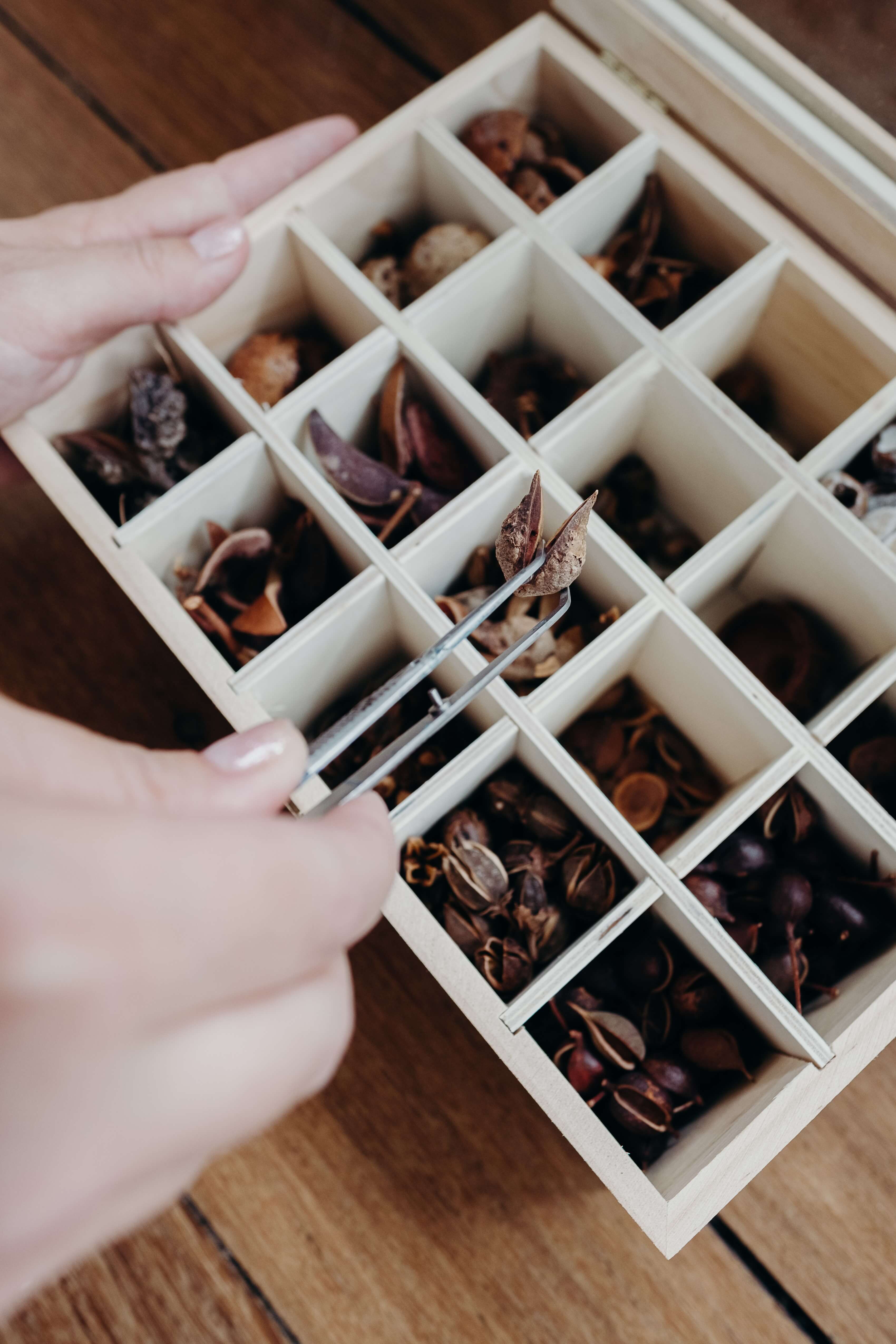 3. Hands holding tweezers, collecting natural objects from a white collection box.