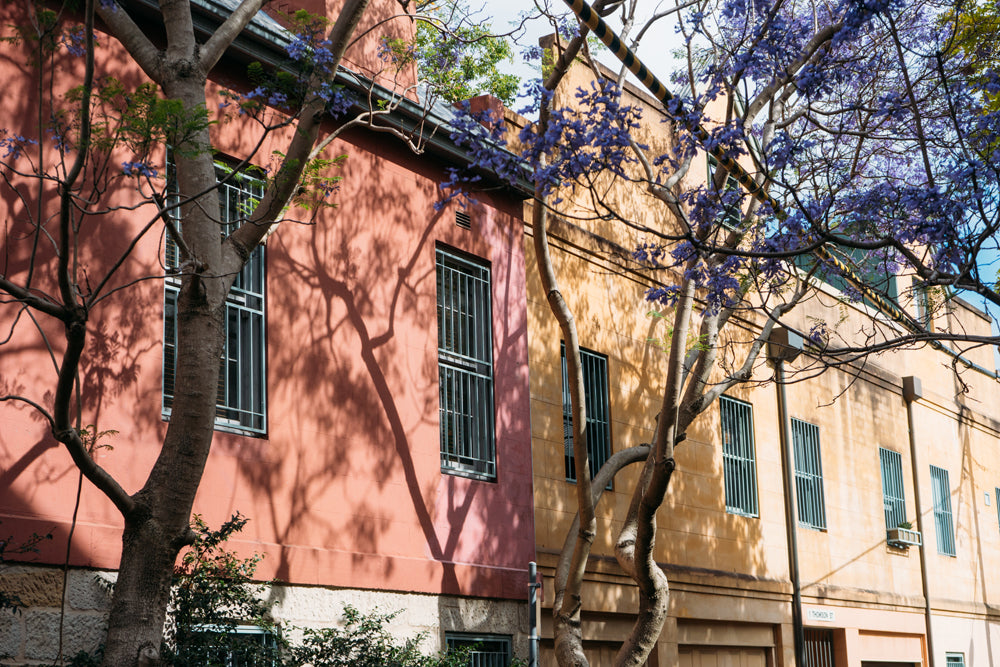 A pink and cream house with a Jacaranda tree out the front. 