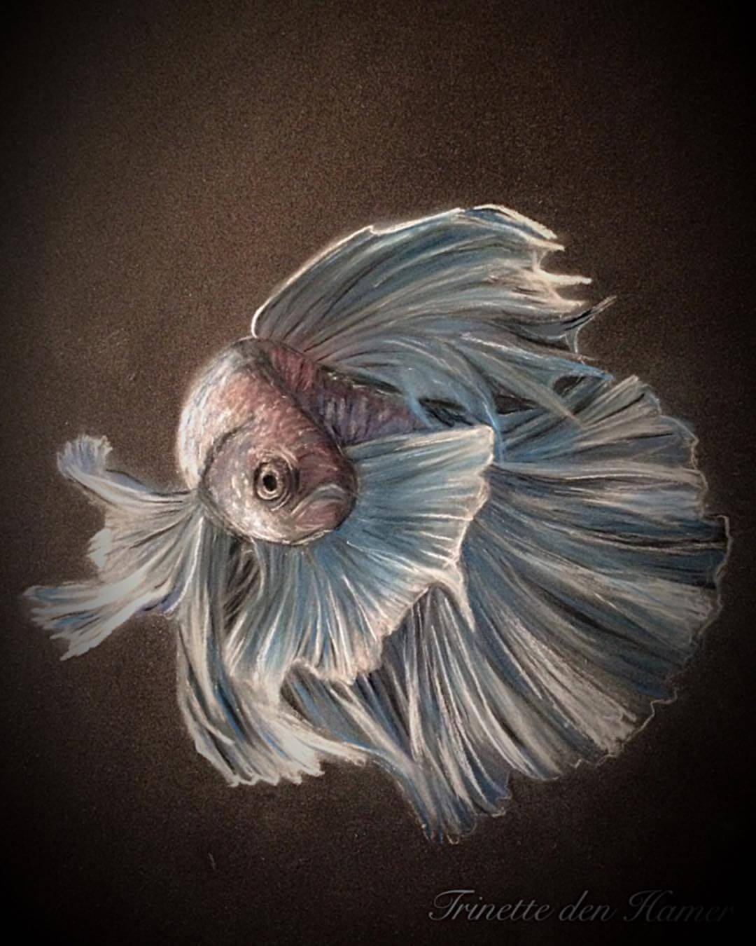 A realistic betta fish drawing on black paper in coloured pencils.