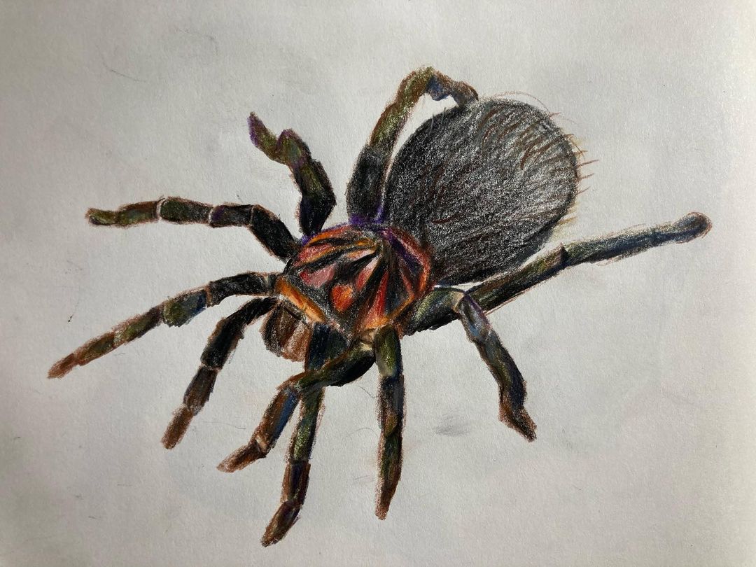 5. Drawing of tarantula on white paper drawn with coloured pencils