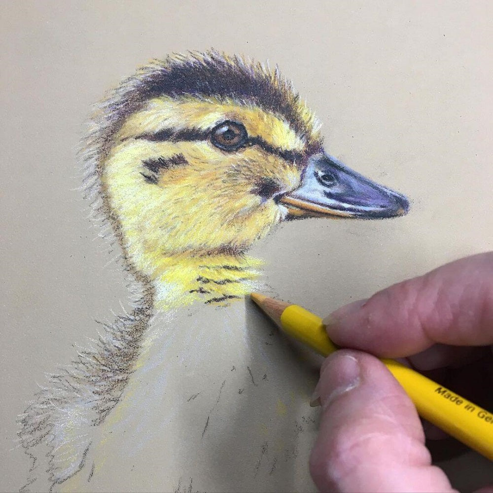 Hand holding a yellow-coloured pencil adding in coloured detail to the fur of a baby duck drawing.