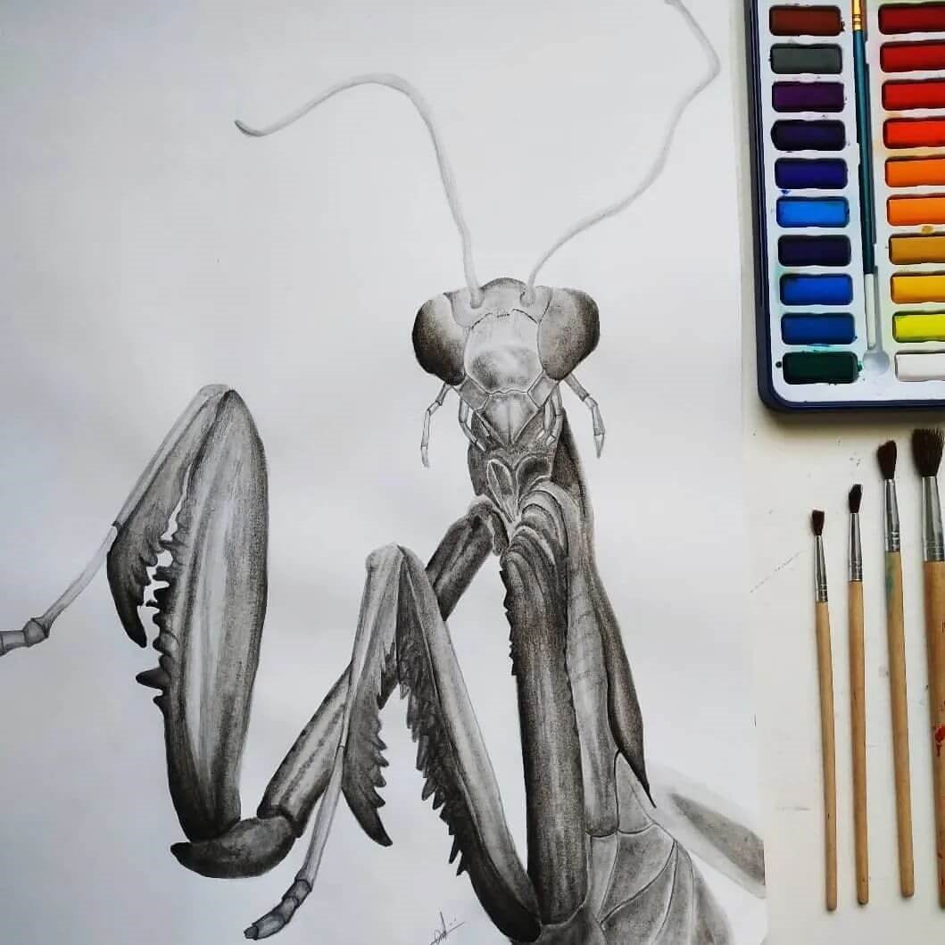 6. Drawing of a mantis insect on white paper in graphite next to a watercolour pan palette and 4 brushes.