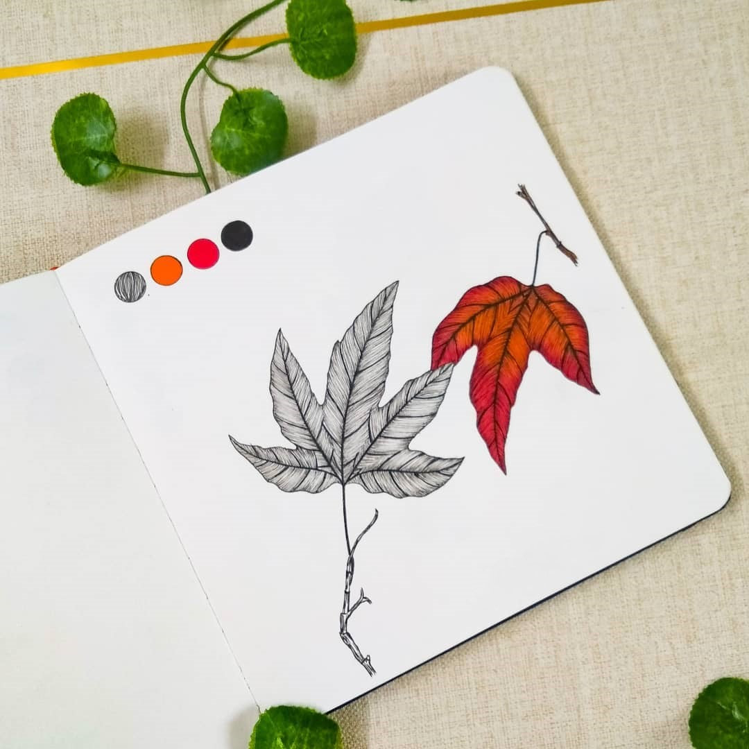 6. Ink drawing of one greyscale and one red autumn leaf
