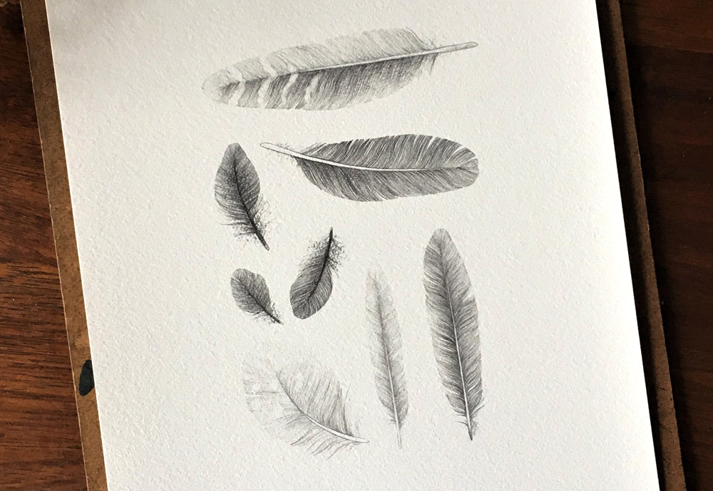 Various feathers drawn in graphite.