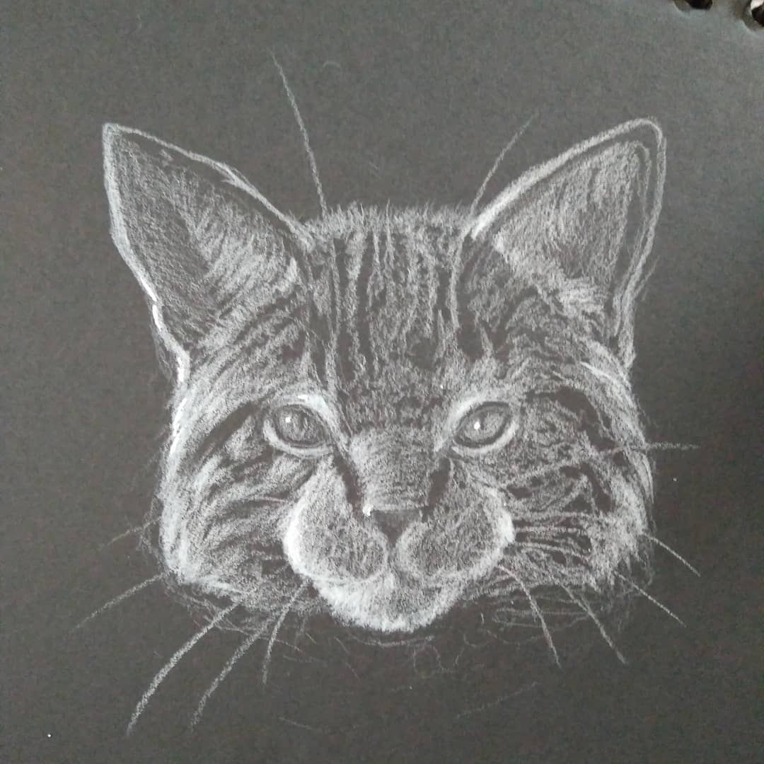 7. A cat drawn in white charcoal on black paper.