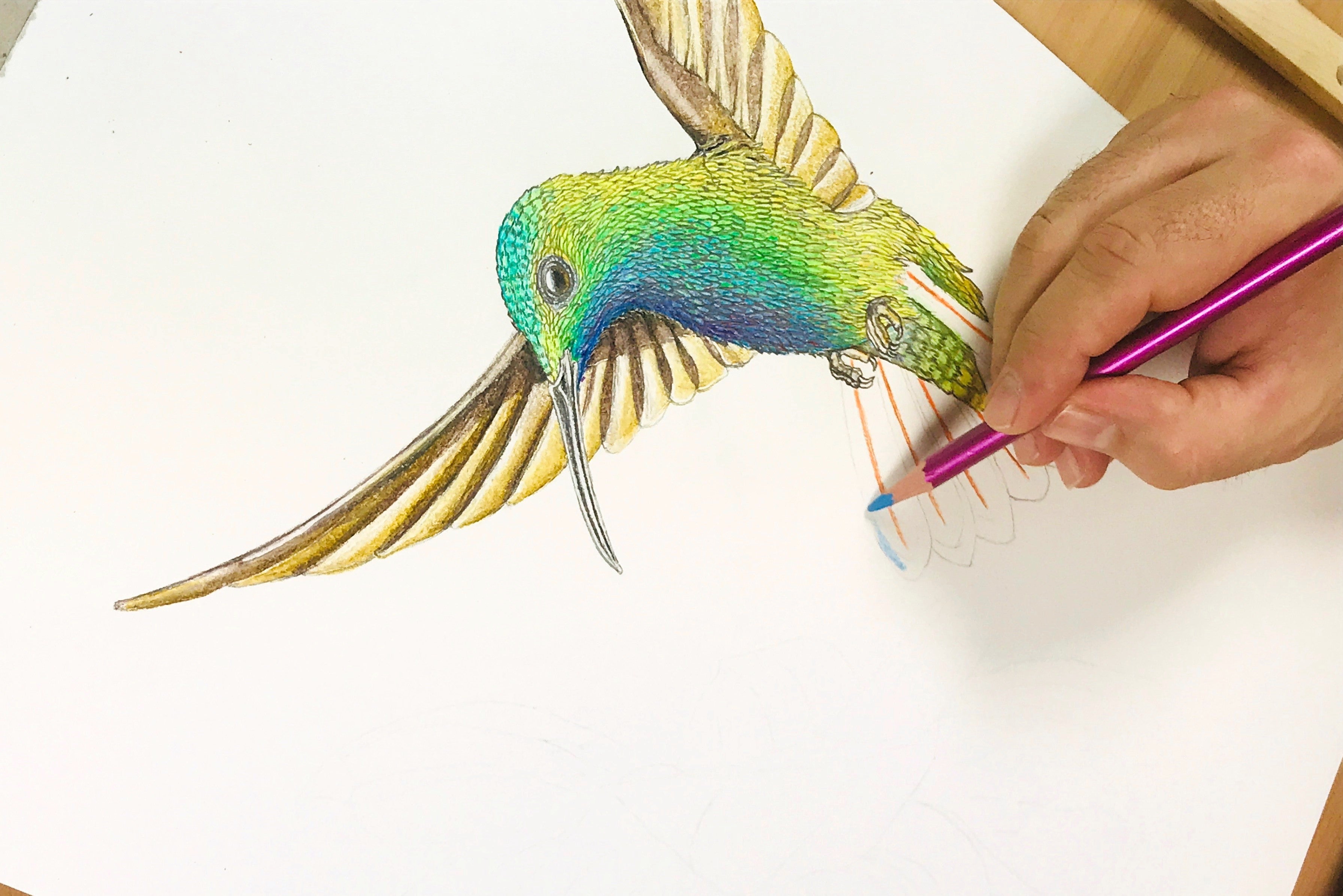 7. Coloured pencil drawing of a hummingbird in flight