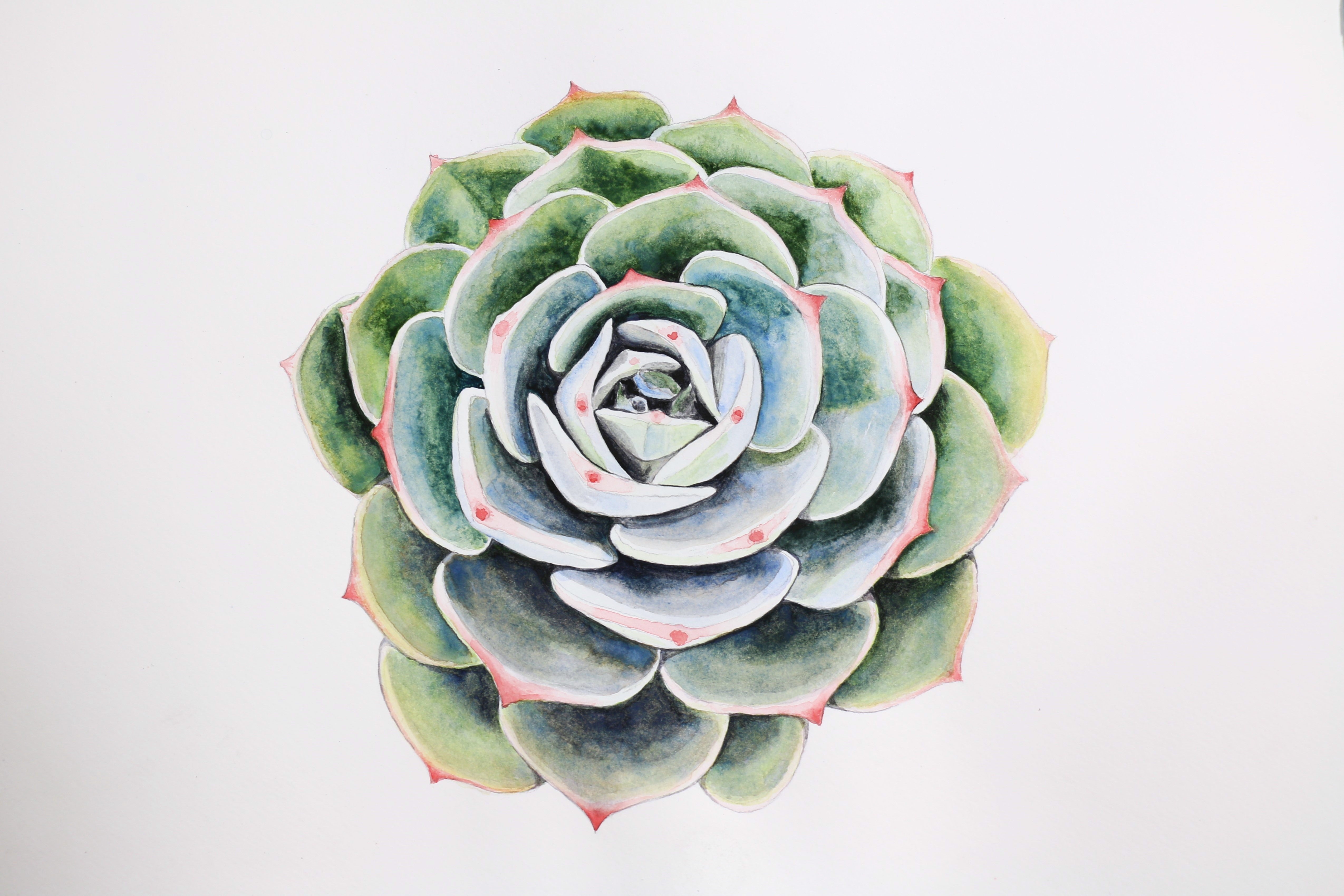 8. Watercolour drawing on a succulent plant