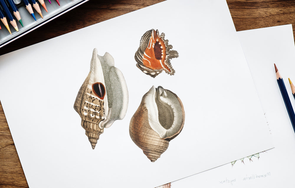 Shells drawn in watercolour on white paper.