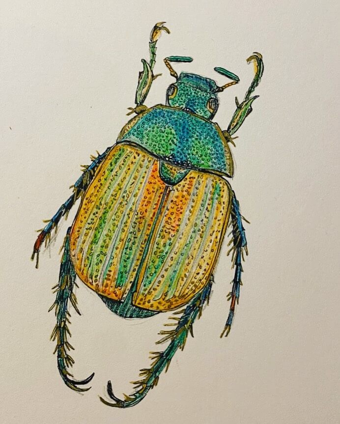 9. Drawing of a Christmas beetle, coloured with green and yellow markers