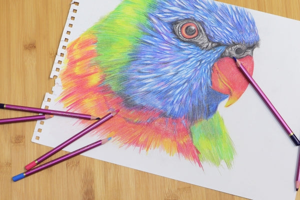 Parrot drawing done in colour pencils.