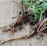 DANDELION ROOT