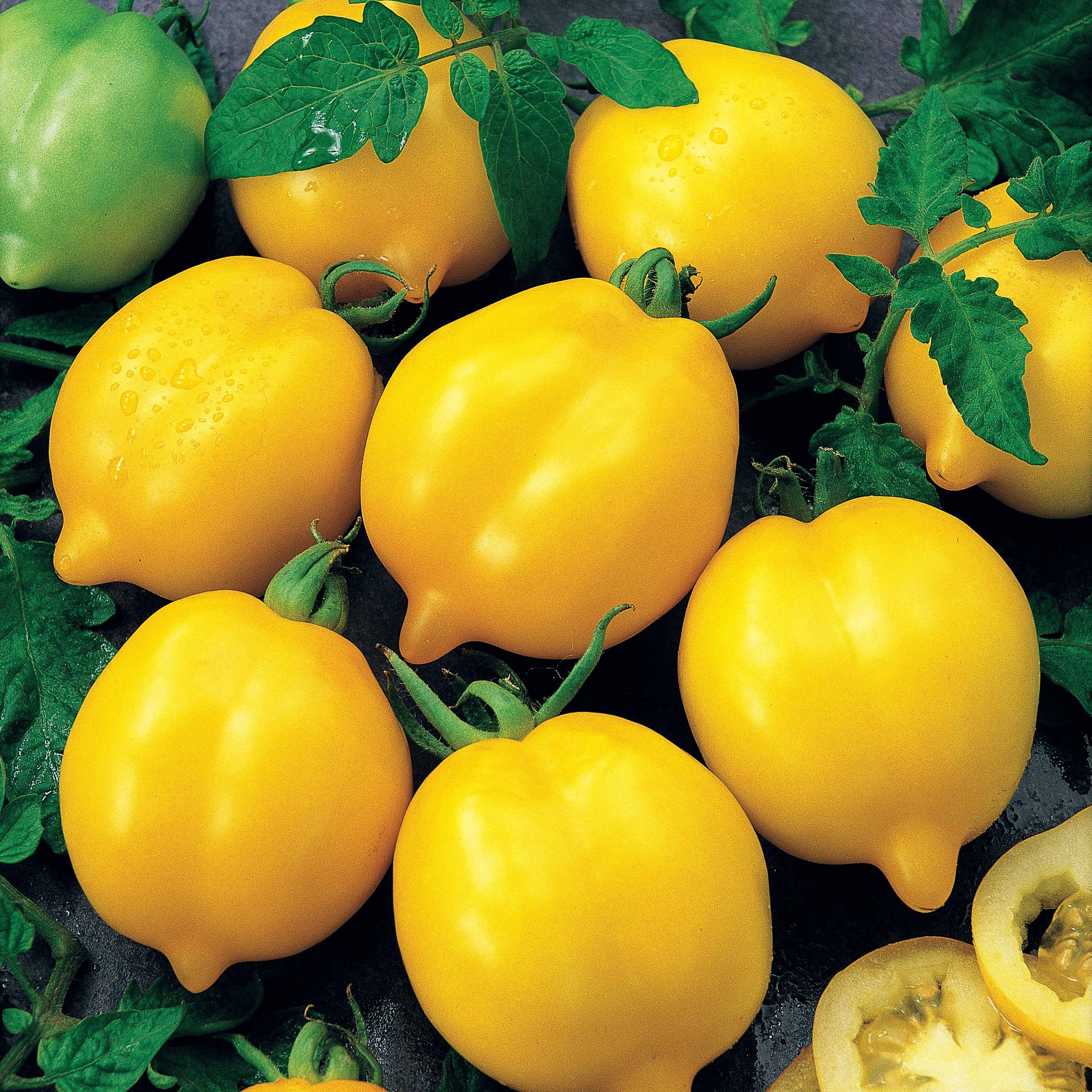 Tomate citron - Lemon Tree