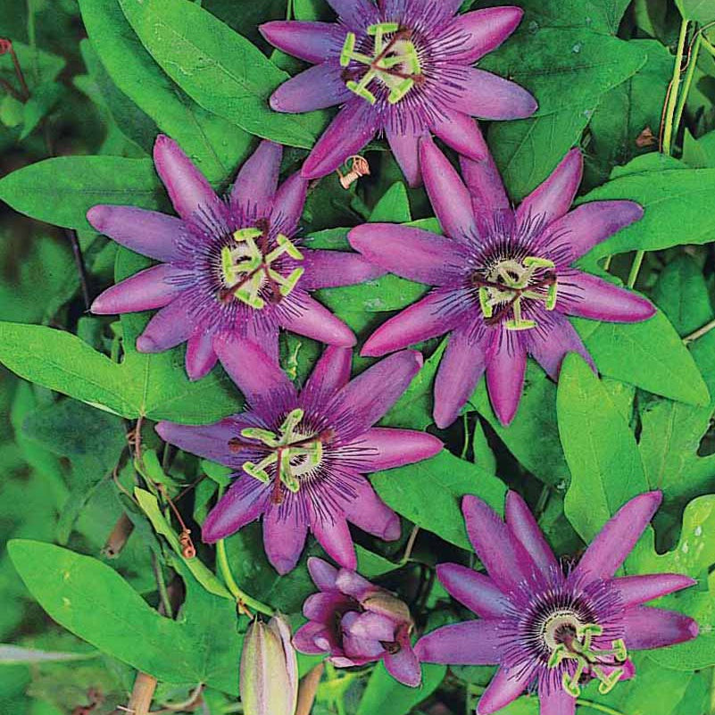 Passiflore 'Purple rain' – Bakker.com