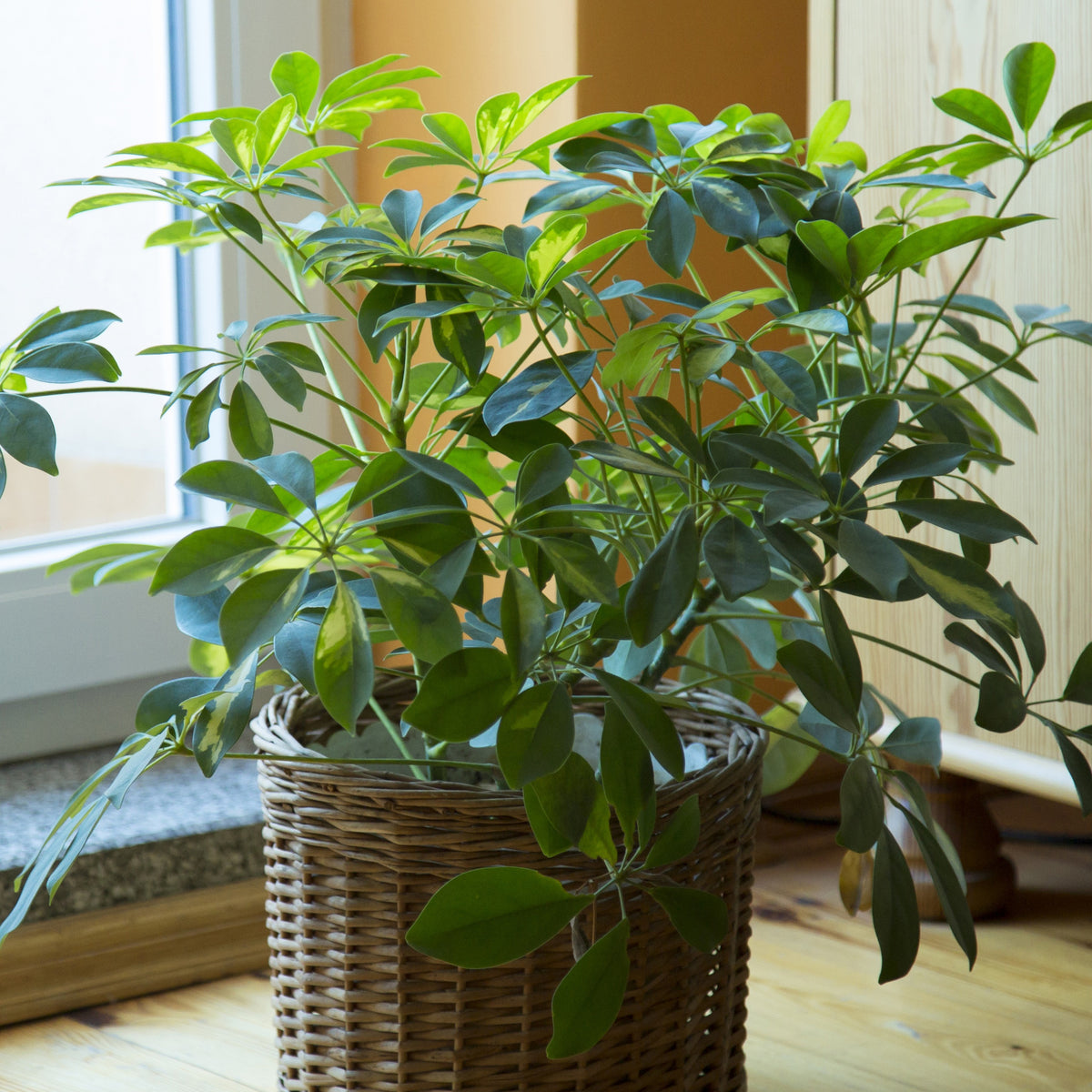 Dieffenbachia Compacta Grande plante d'intérieur dépolluante – La