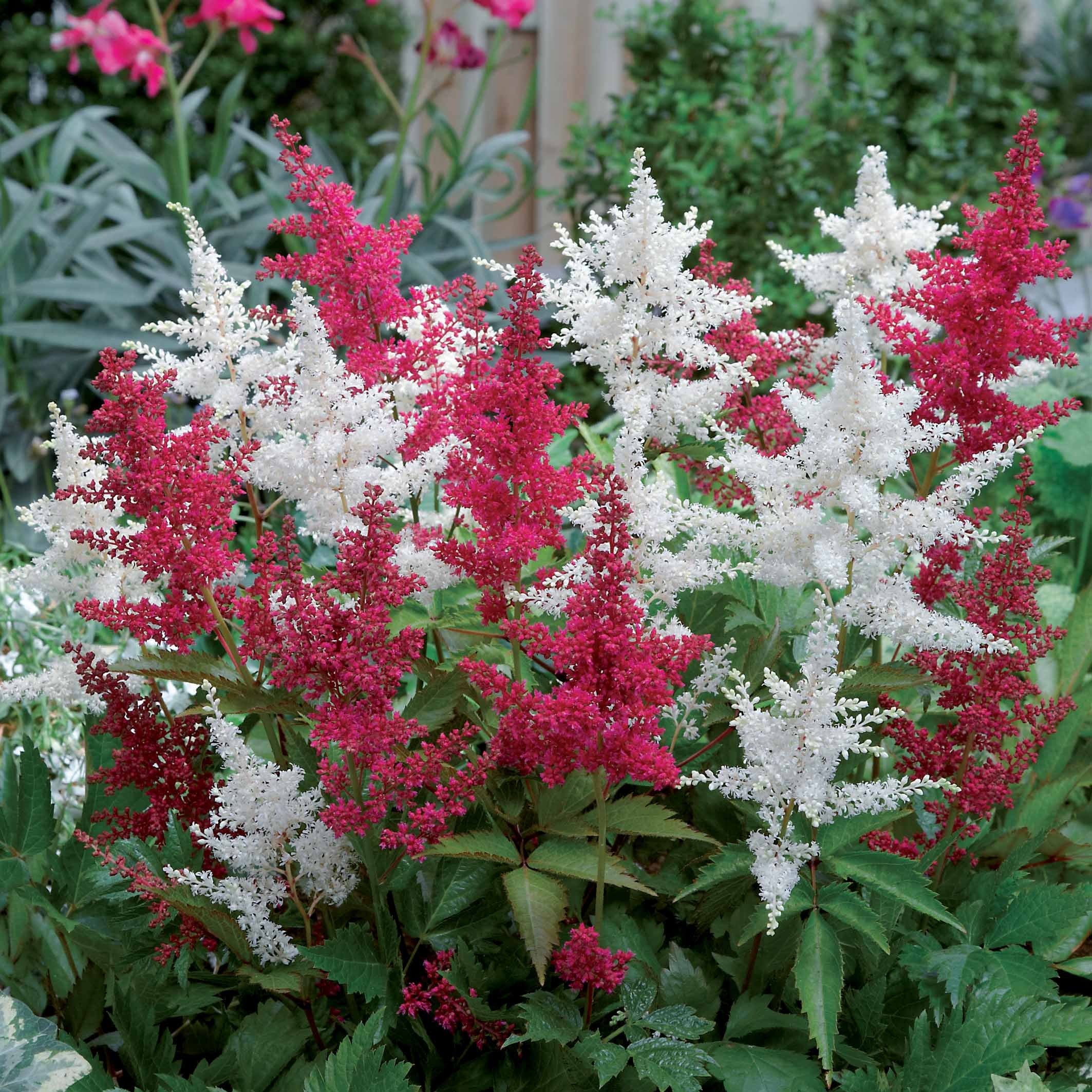 Astilbe