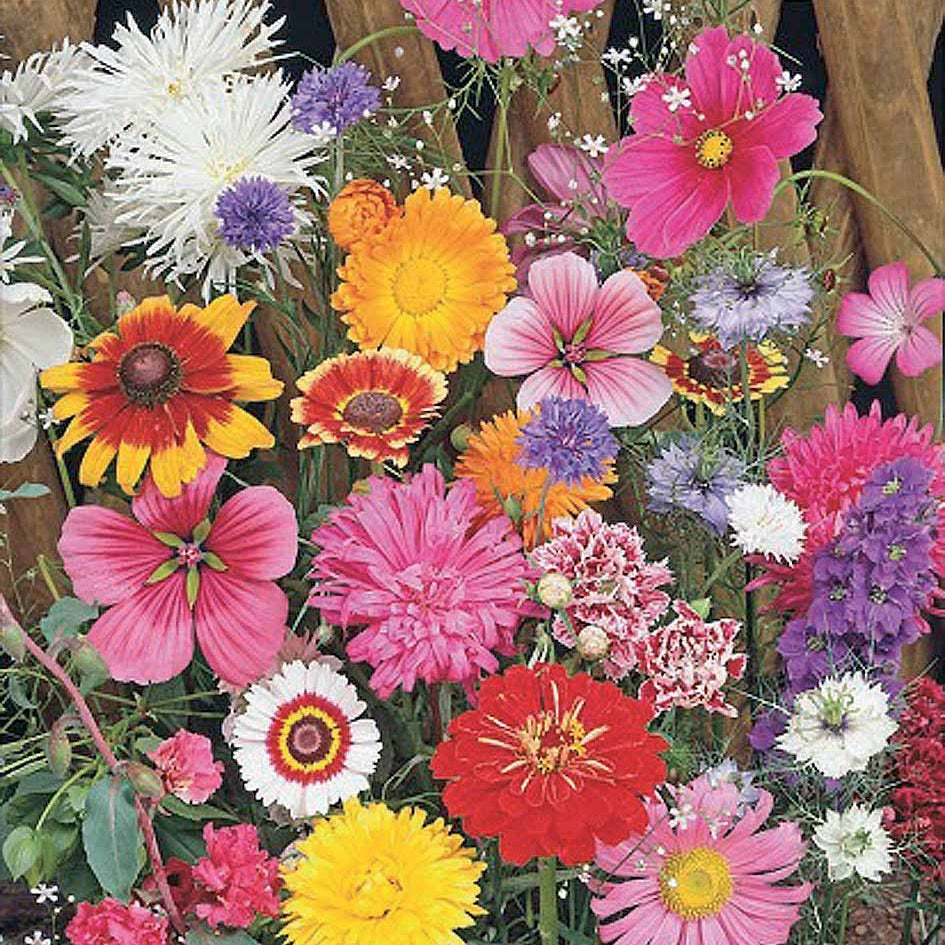 Ma rue en fleurs : des kits de graines gratuits pour fleurir votre