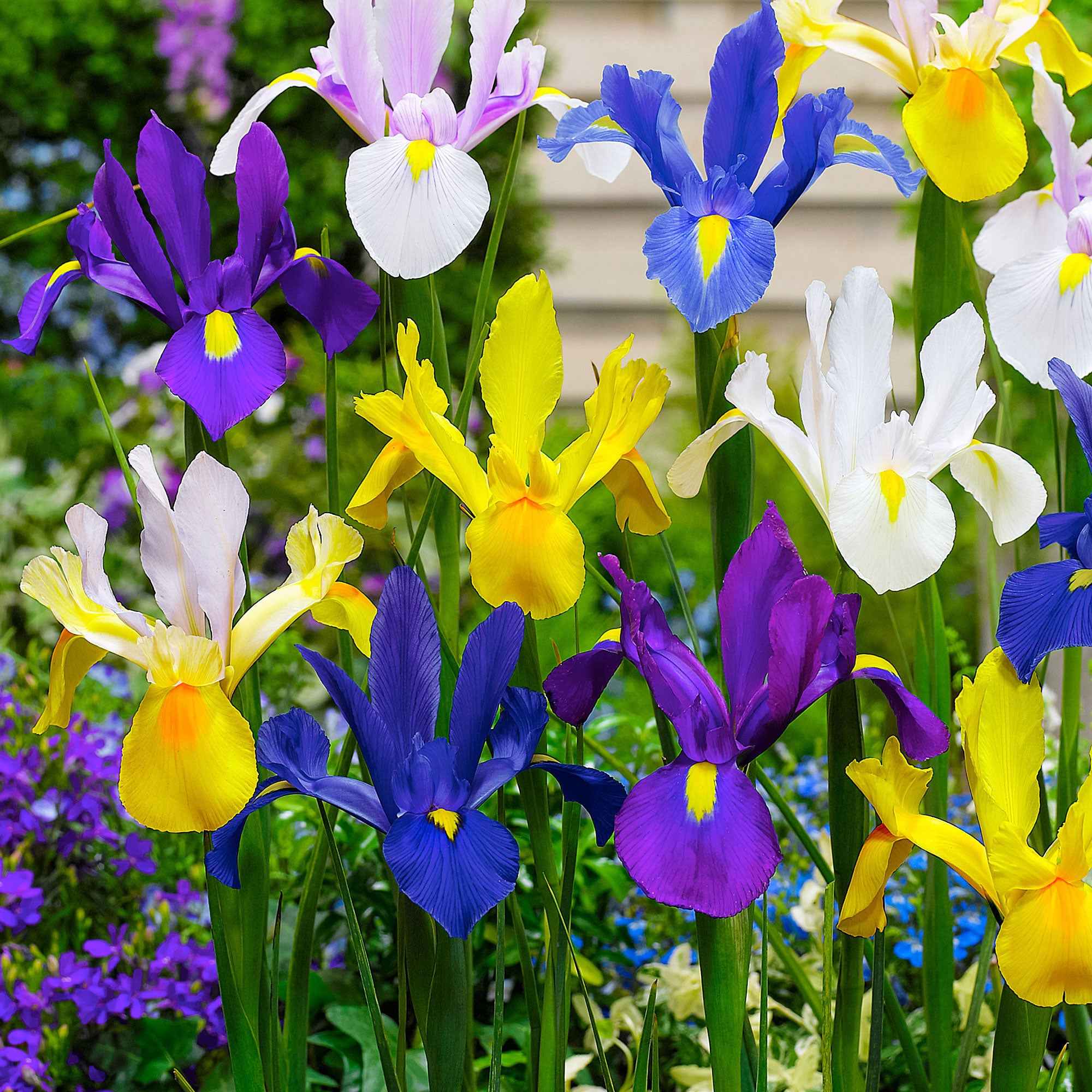 Iris de Hollande en mélange