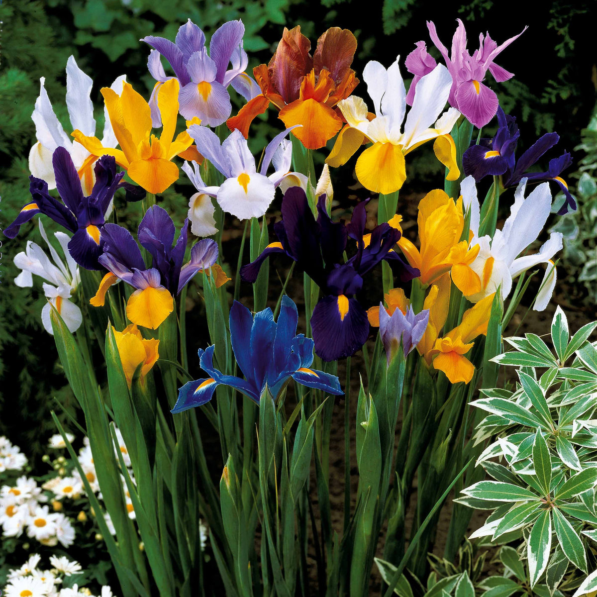 Bulbes de tulipes McKenzie, mélange Triumph, paquet de 40 141324