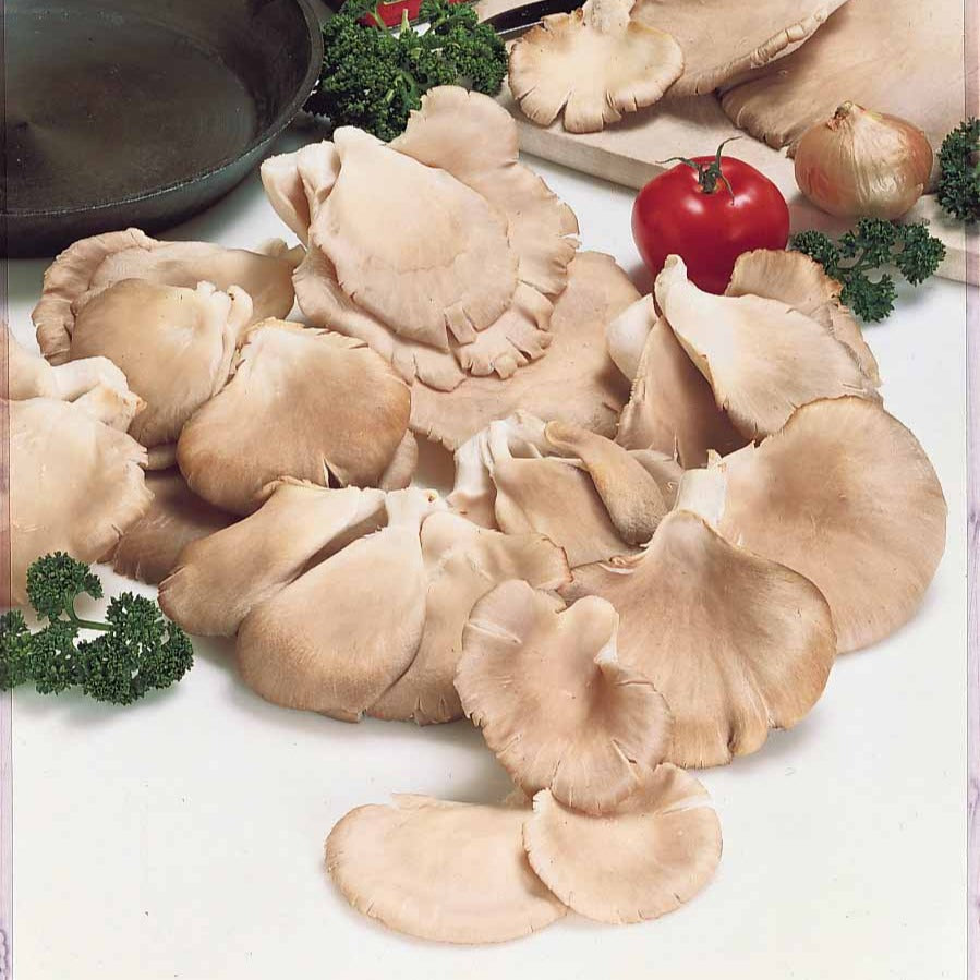 Kit de culture pour champignons blancs de paris bio 25x20x15 cm