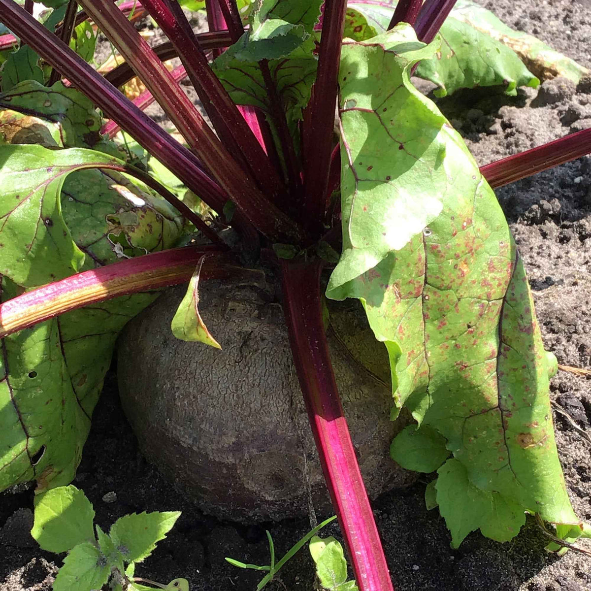 Graines de Poireau de Carentan 2, potager Meilland Richardier