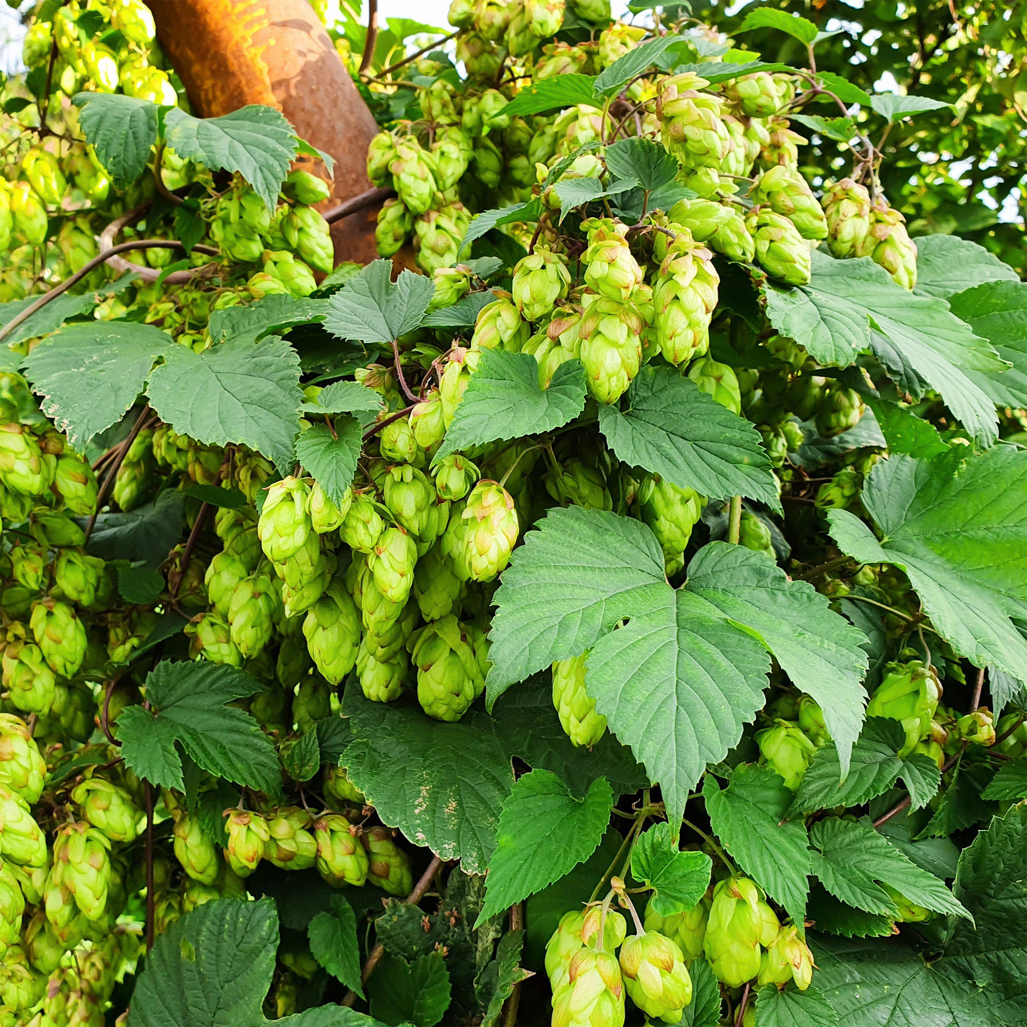 Houblon 