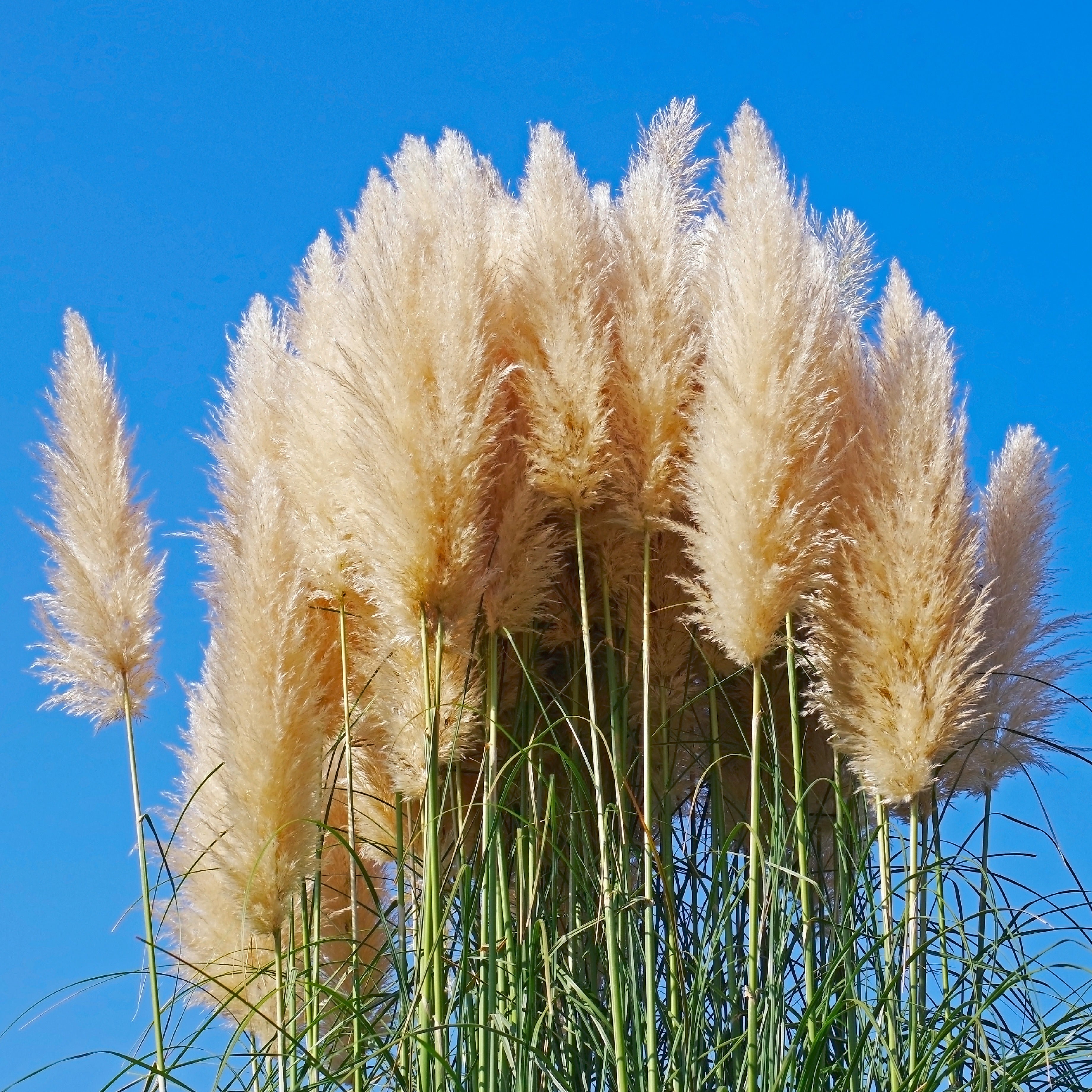 Herbe de la pampa Pumila