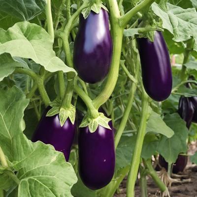 aubergines