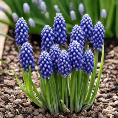 muscari